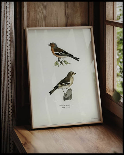 Fringilla Coelebs Poster