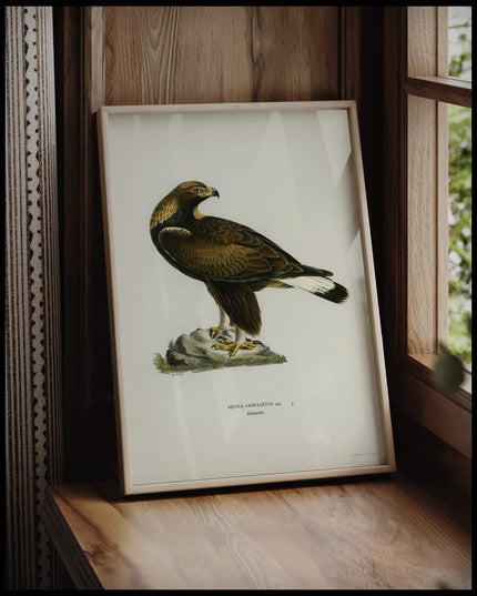 Aquila Chrysaetos Poster