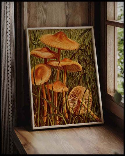 Marasmius Oreades