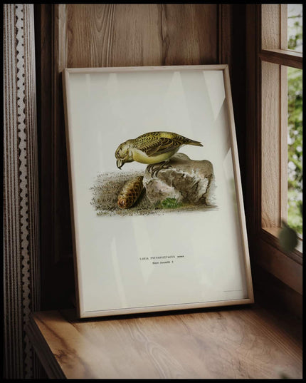 Loxia Pytyopsittacus Poster