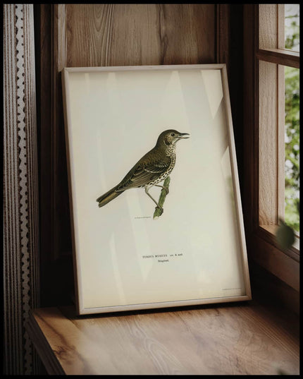 Turdus Usicus Poster