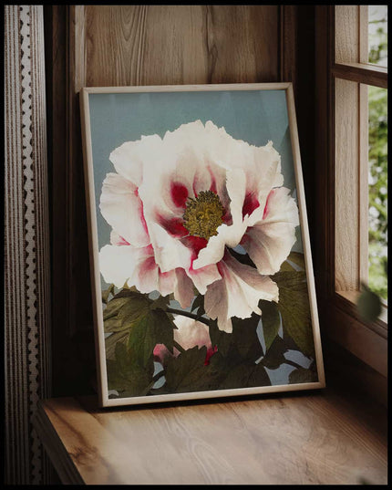 Tree Peony