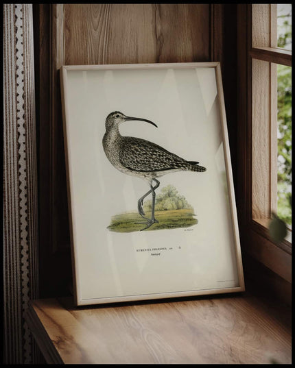 Numenius Phaeopus Poster