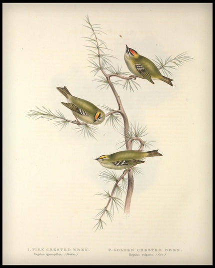 Regulus Ignicapillus & Vulgaris Poster