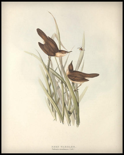 Salicaria Arundinacea Poster