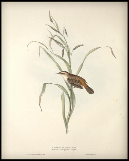 Salicaria Phragmitis Poster