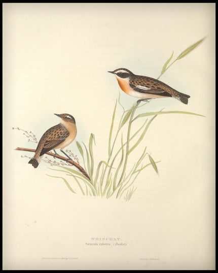 Saxicola Rubetra Poster