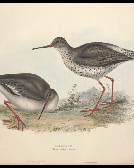 Totanus Calidris Poster