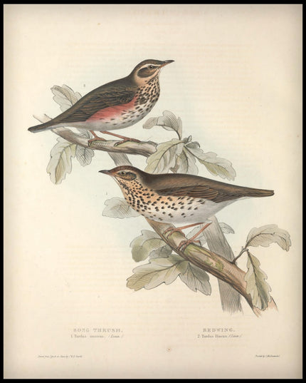 Turdus Musicus & Iliacus Poster