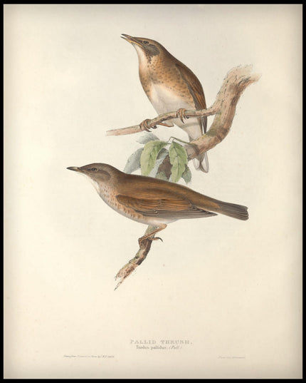 Turdus Pallidus Poster